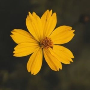 Meet your Posher, Bella